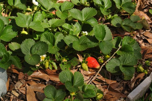 A healthy berry bed....more berries on the way!