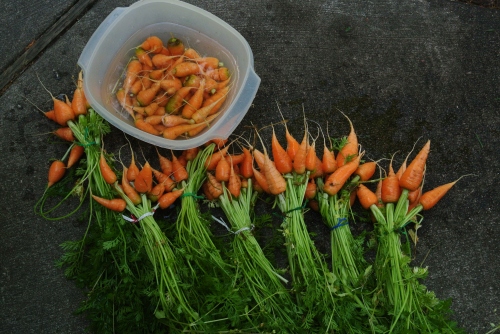Some of the carrots ....stubby due to my heavy soil but still very tasty!