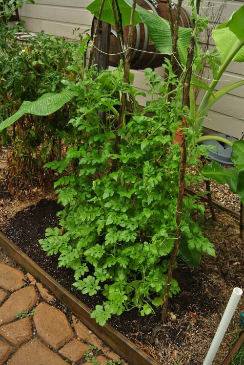 The vertical climbing vines with the banana tree in the background. 