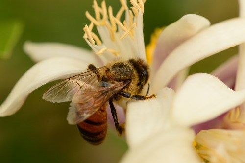 Just doing what they do best...... I just need to make sure that I am not an irritant or look like a bear.