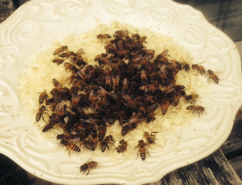 Bees working on the honey coated beeswax. They were making great progress.