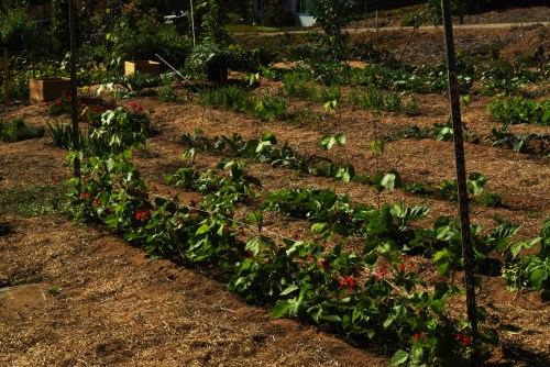 I am going to use this as a model for my fall peas!