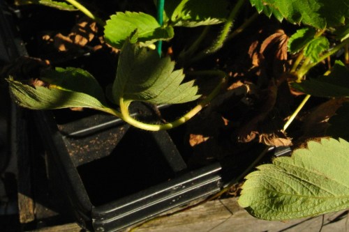 Strawberry plugs in the tray from Isaon's