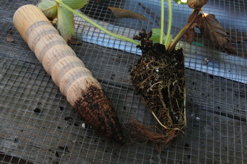 My home made dibble sized for the strawberry plugs.