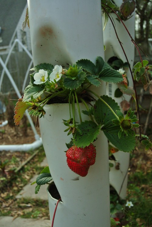 Some nearly ready and more on the way.