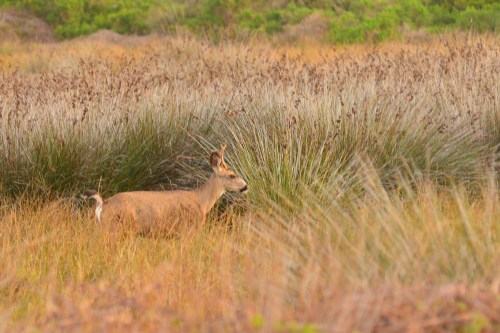 Young buck wandering off to join his buddy off in the brush.