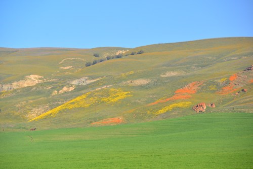 The hillside with splotches of color.