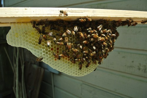 They are building comb on the wax base strip I added.