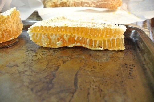 The combs pulled on the top  bar hive are much thicker than those in my Langstroth hive. The broken pieces are so good to snack on!