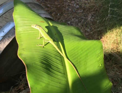 I caught a shot of one of my bug catchers hanging out on a banana leaf with my iPhone the day before....They are so good looking.