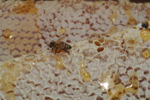 A hitchhiker from the hive area into the kitchen....This was one of 5 or 6 that we gathered up and escorted out to the backyard.  