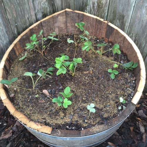 Strawberries....can't wait!