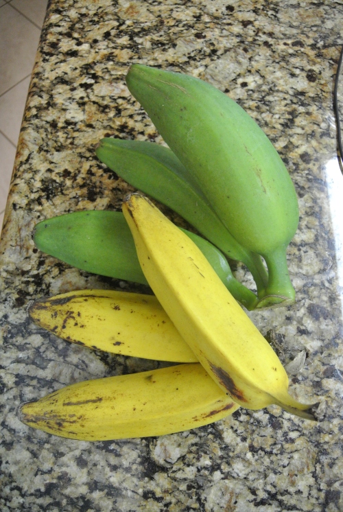 Several ripe ones with the most recently cut.