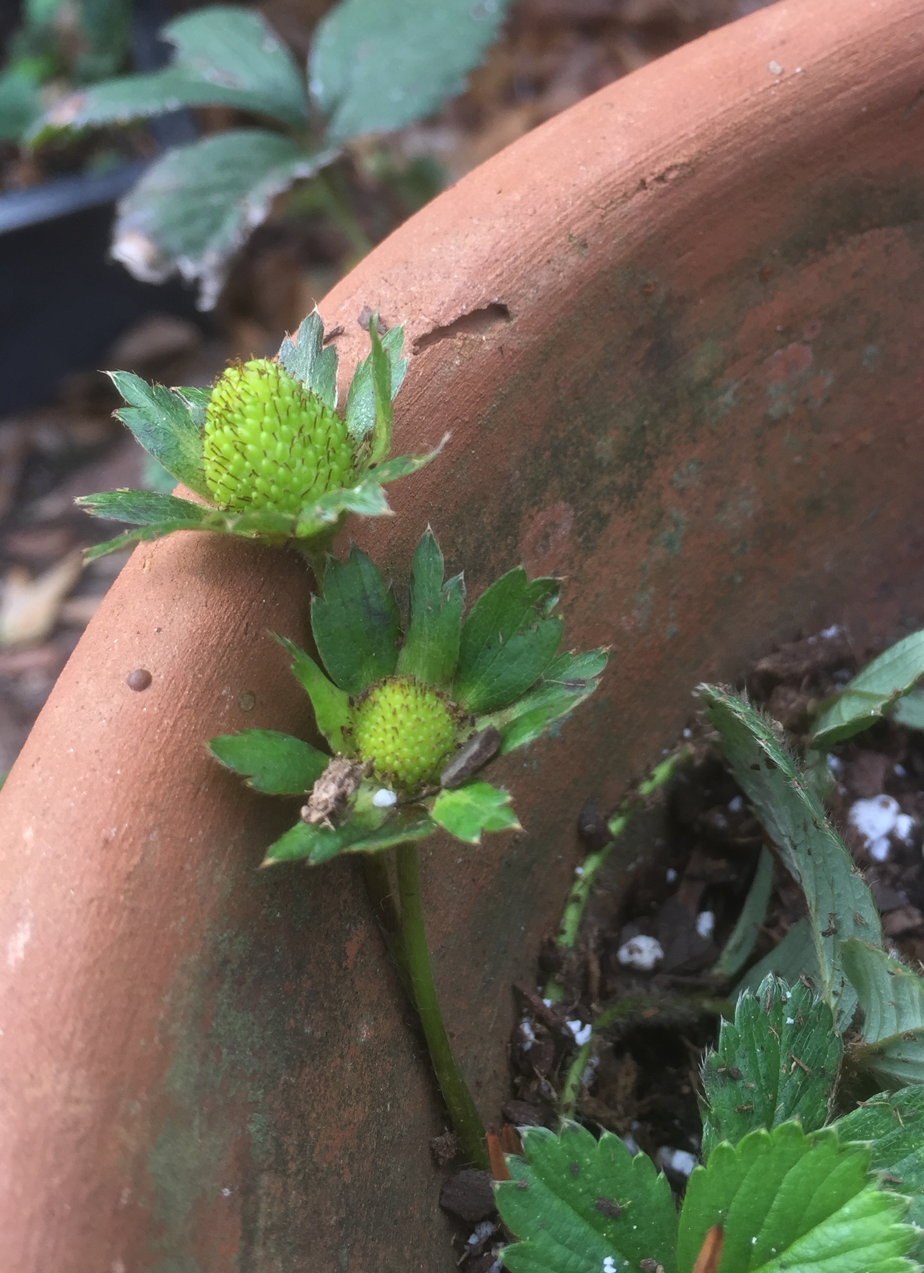 fullsizerender-strawberry