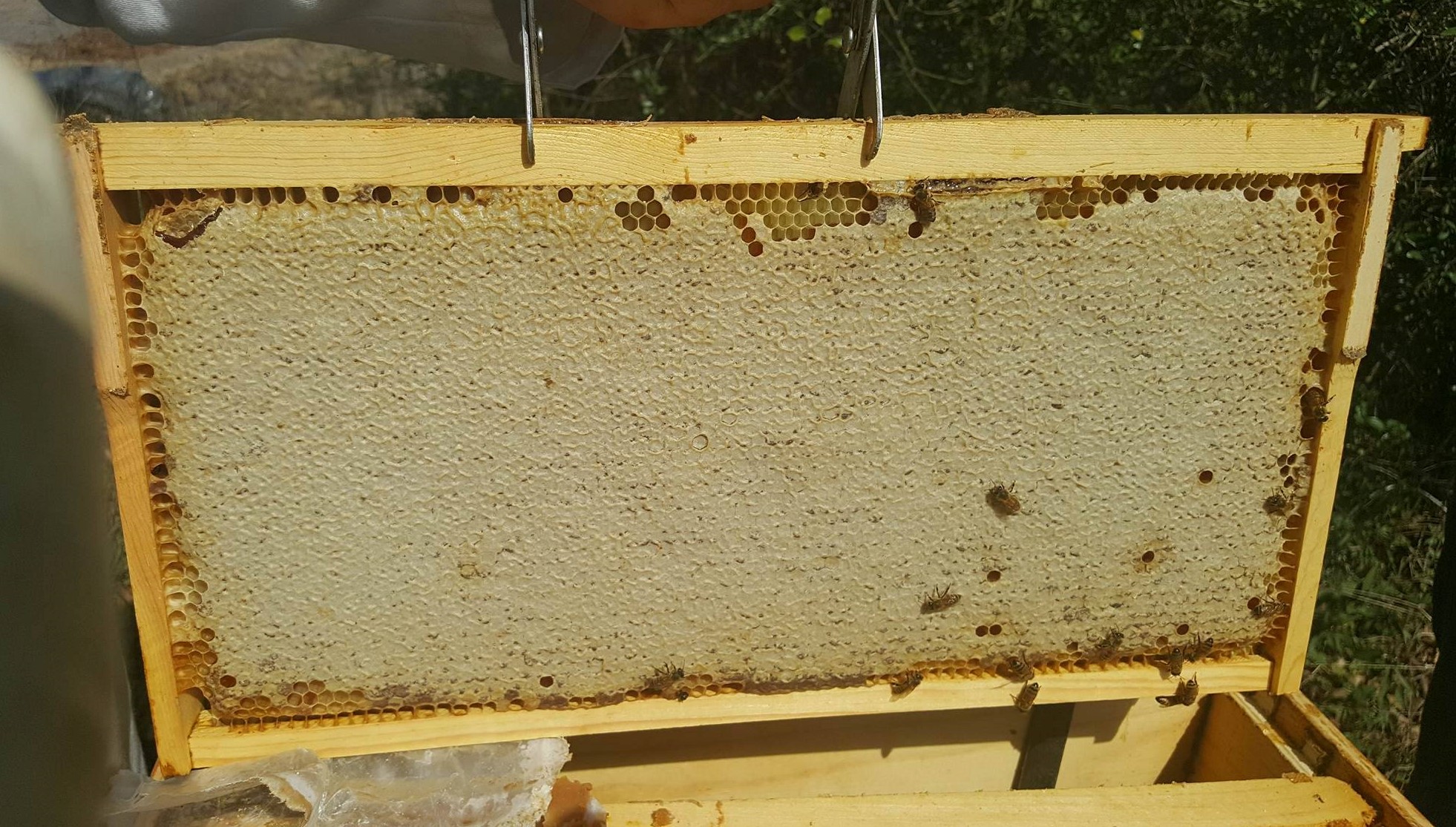 16731806_1181493195253335_1737980959_o