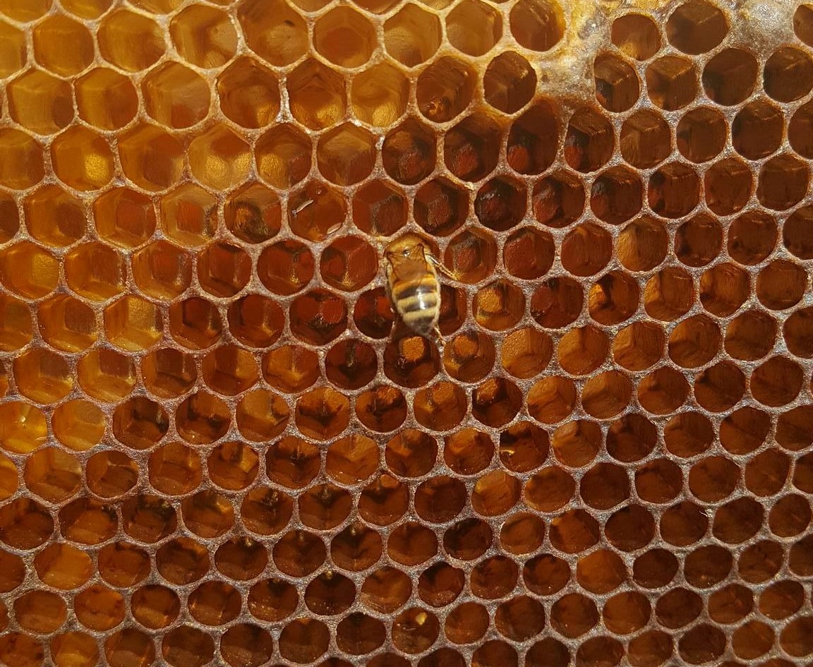 16732107_1181493301919991_632665327_o