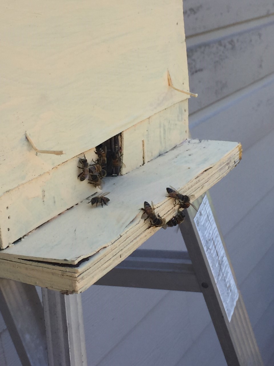 Swarm Box thumbnail_IMG_3999