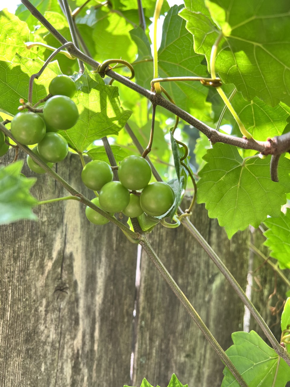 What is in Season Now? | From My Backyard