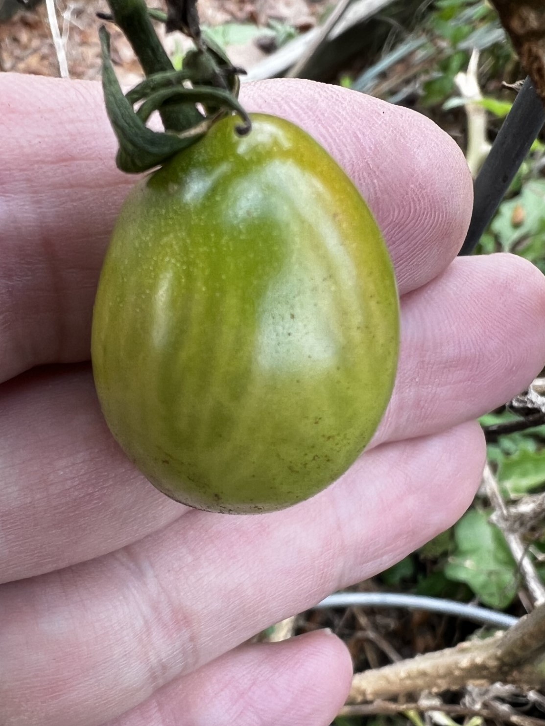 December | 2023 | From My Backyard